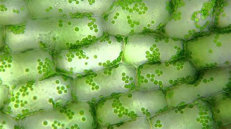 Cell Structures & Function - AG.& ENVIRONMENTAL SCIENCES ACADEMY