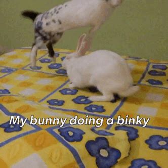 bunny binky on Tumblr