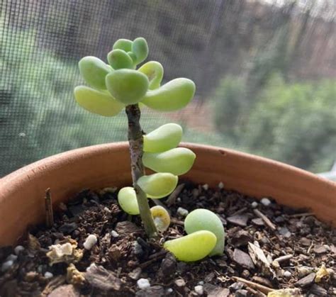 Reasons Succulent Leaves are Falling Off and What to Do | Citycacti