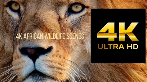 4k African wildlife scenes - YouTube