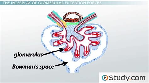 What is the Glomerular Filtration Rate? - Definition, Function & Terms ...