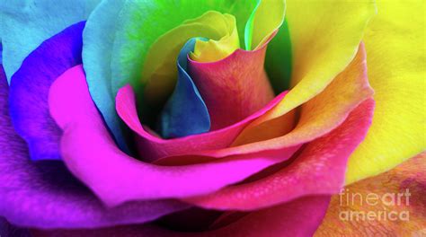 Closeup of a rainbow colored rose in full bloom Digital Art by Amy ...