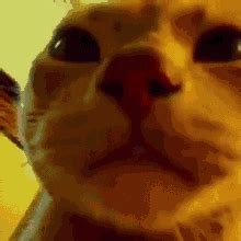 Cat Vibing GIF - Cat Vibing - Discover & Share GIFs