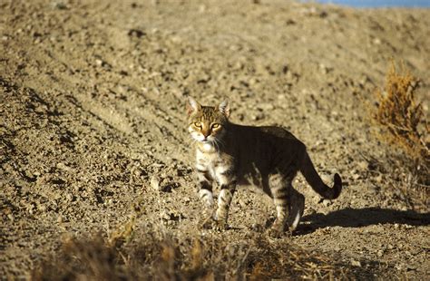 45 Top Pictures Feral Cat Traps Australia : Really? Australia Plans to Kill Feral Cats With ...