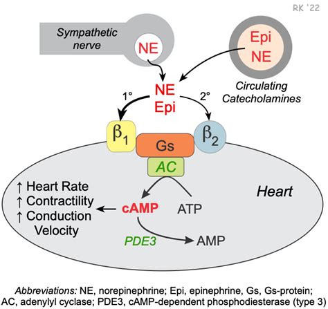 CV Pharmacology | Beta-Adrenoceptor Antagonists (Beta-Blockers)