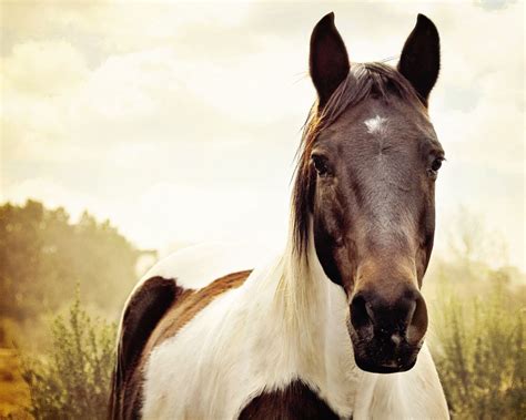 Signs & Symptoms Of Dehydration | Horses | Horse Health