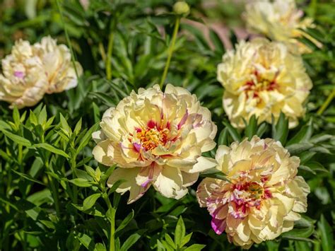 What Are Itoh Peonies: Itoh Peony Information And Care In Gardens | Gardening Know How