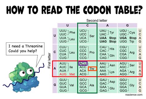 How to Read the Amino Acids Codon Chart? - Genetic Code and mRNA ...