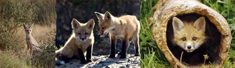 The Bengal fox (Vulpes bengalensis), or Indian fox, is a fox endemic to ...