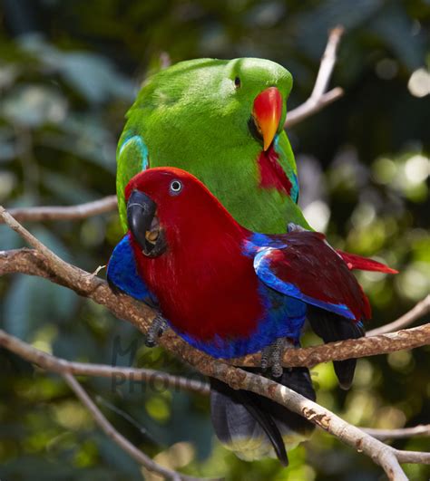 Buy Eclectus Parrot -pair mating Image Online - Print & Canvas Photos - Martin Willis Photographs