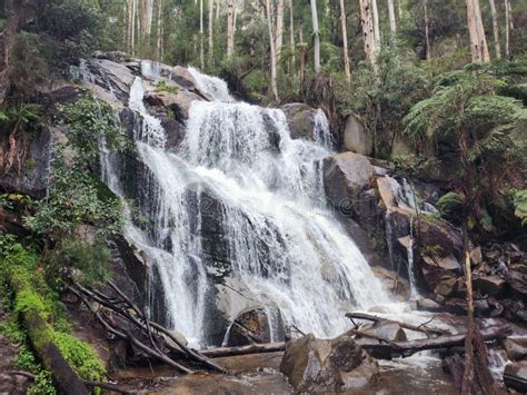 Toroongo Falls Waterfall at Noojee Stock Photo - Image of watercourse ...