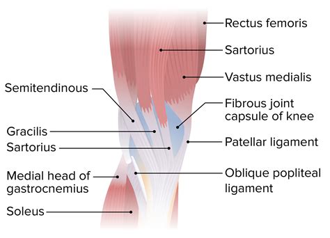 Knee Joint: Anatomy | Concise Medical Knowledge