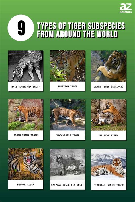 The 9 Types of Tiger Subspecies From Around the World - A-Z Animals