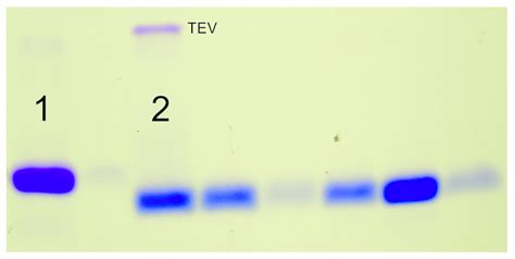 TEV protease activity at 1M NaCl?