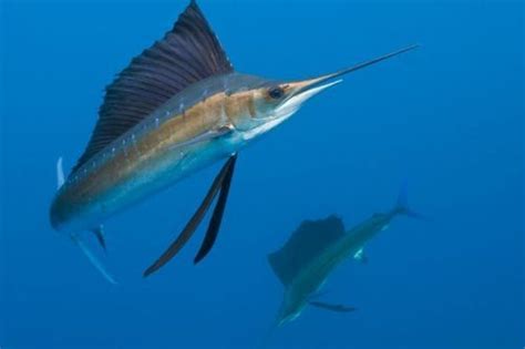 10 Interesting Swordfish Facts | My Interesting Facts