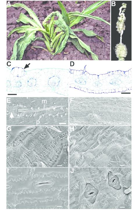 The dek1-D mutant transforms leaf epidermal cells to bulliform cells ...