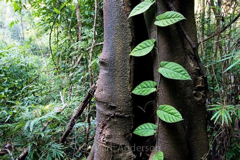 Plants - The tropical rainforest of madagascar