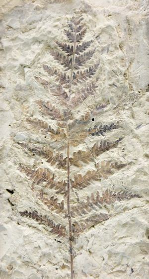 Pteridophyta Fossil