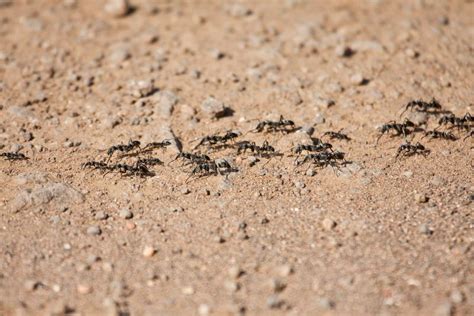 Army Ants Marching Over Bare Ground Stock Photo - Image of ants, hard: 30277282