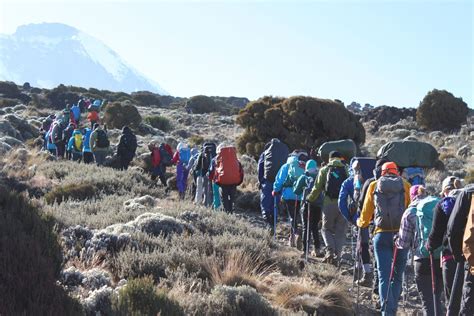 8 Days Mount Kilimanjaro Hiking Tour via Lemosho Route | Trip Ways