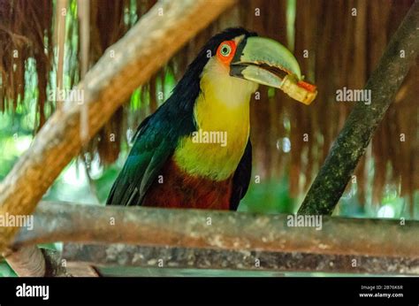 Old rare toucan eating a piece of banana standing on a metallic surface ...