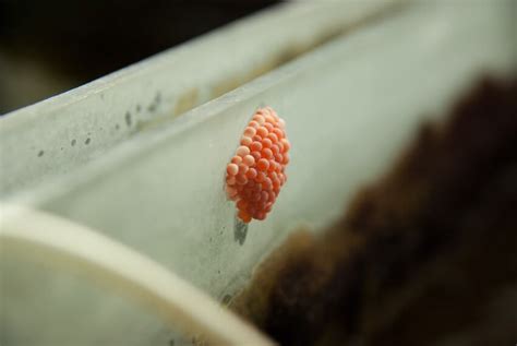 What To Do With Freshwater Snail Eggs In Your Aquarium