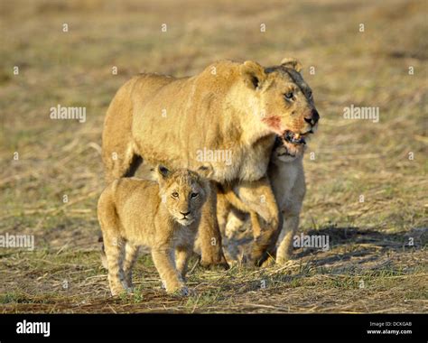 Lioness after hunting with cubs Stock Photo - Alamy