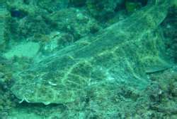 Angelshark