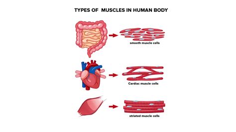 Draw well labelled diagrams of various types of muscles found in human body.