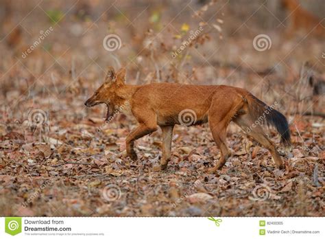 Indian Wild Dog in the Nature Habitat in India Stock Image - Image of jaws, family: 82400305