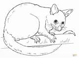 Common Brushtail Possum coloring page  Free Printable Coloring Pages sketch template