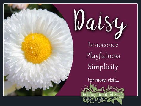 daisies with the words daisy on it and an image of flowers in the background