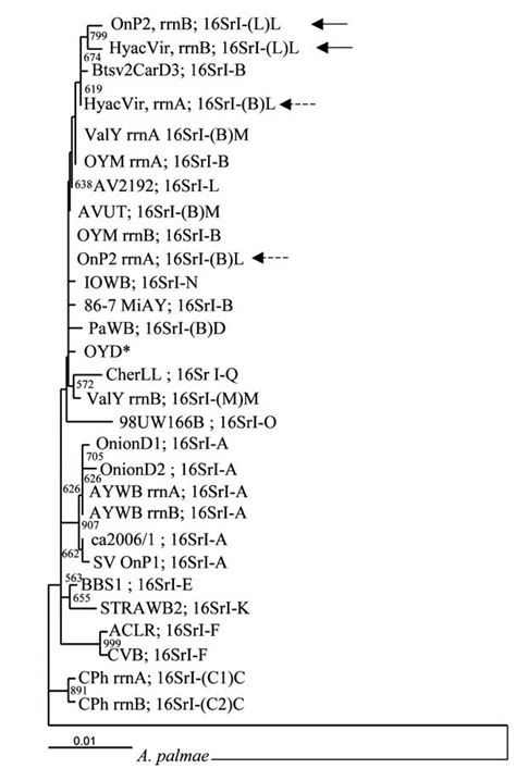 Phylogenetic analysis of 16S rRNA gene sequences from 23 phytoplasma ...