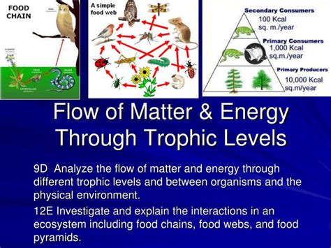 PPT - Flow of Matter & Energy Through Trophic Levels PowerPoint Presentation - ID:5469184