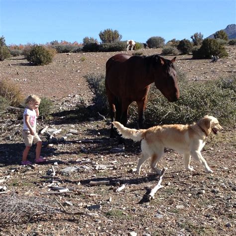 Wild Horses in Nevada | Take a Ride on the Wild Side near Las Vegas