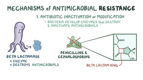 Mechanisms of antibiotic resistance: Video & Anatomy | Osmosis