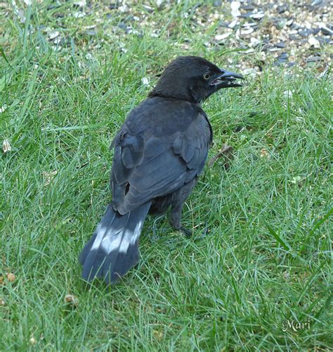 Horizonal tail stripe on a Common Grackle - FeederWatch