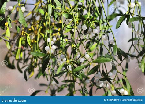 Common Mistletoe Viscum Album, Species of Mistletoe, Family Santalaceae, European Mistletoe or ...