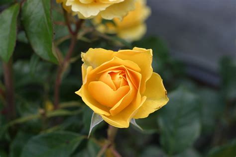 Free photograph; yellow, rose, flower