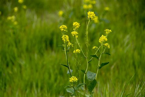 Mustard Flowers Free Stock Photo - Public Domain Pictures