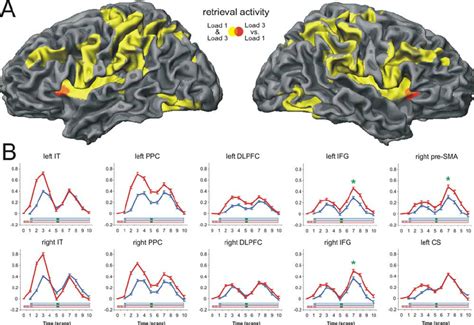 fMRI activation maps on a surface representation of a template brain. A ...