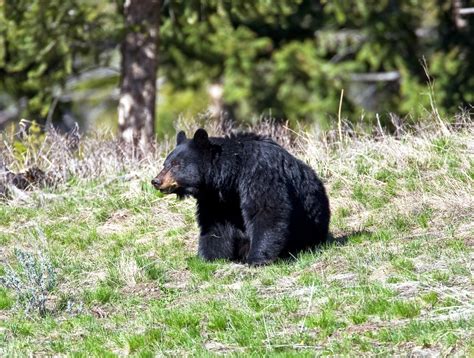 images/Animals/Bears/Yellowstone/1013