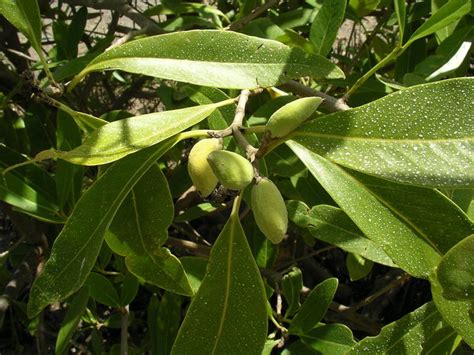 West African Plants - A Photo Guide - Avicennia germinans (L.) L.