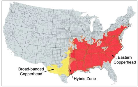 The 4 Types of Venomous Snakes in Illinois! (ID Guide) (2023)