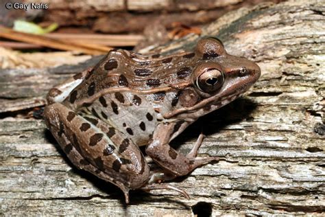 Identifying California Leopard Frogs