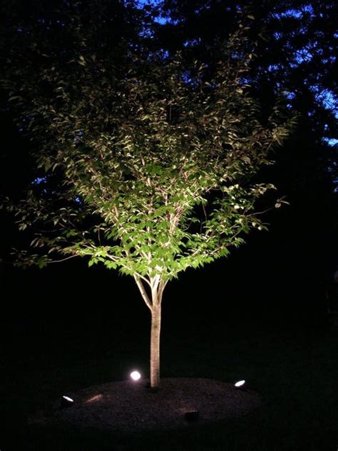 Tree Uplighting Ideas | Outdoor landscape lighting, Outdoor lighting ...