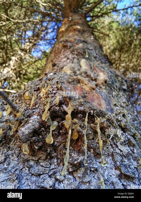 Resin Tree Stock Photos & Resin Tree Stock Images - Alamy