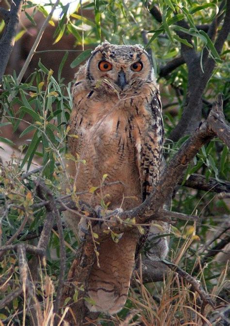 Indian Eagle Owl (Bubo bengalensis) by Jugal Tiwari | Owl photos, Barn owl, Baby owls