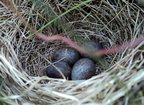 South Notts Ringing Group: Hucknall Meadow Pipit nest