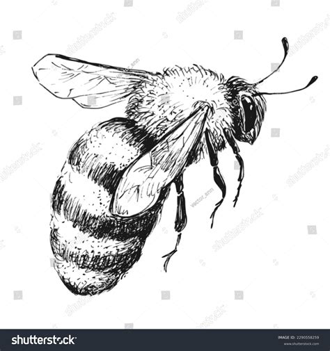 Honey Bee Sketch Photos and Images | Shutterstock